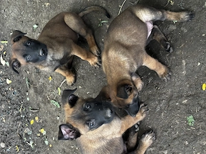 Suflete mici își caută un nou adăpost ciobănesc belgian malinois - imagine 2