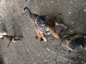 Suflete mici își caută un nou adăpost ciobănesc belgian malinois - imagine 4