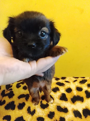 Bichon Tzu 