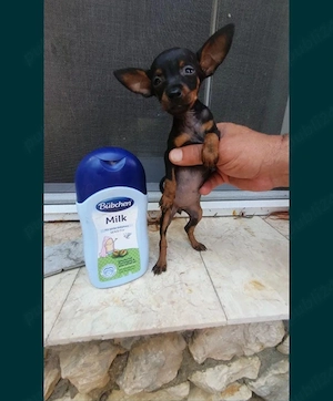 pinscher pitic toy de vanzare caine de apartament