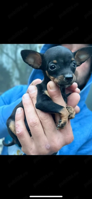 pinscher pitic toy de vanzare caine de apartament - imagine 2