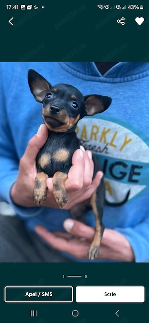 pinscher pitic toy de vanzare caine de apartament - imagine 3