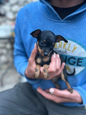 pinscher pitic toy de vanzare caine de apartament - imagine 4