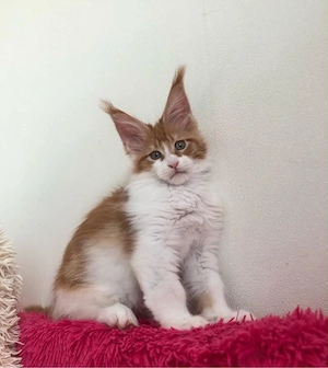 Maine Coon