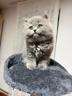 Pui British Shorthair Longhair - imagine 3