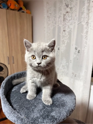 Pui British Shorthair Longhair - imagine 4