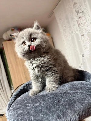 Pui British Shorthair Longhair - imagine 2