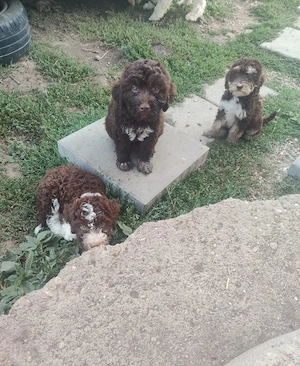 Lagotto romagnolo  - imagine 3