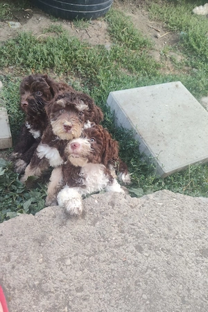Lagotto romagnolo  - imagine 2