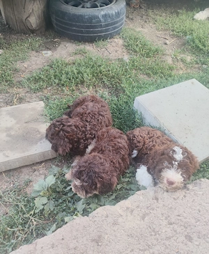 Lagotto romagnolo  - imagine 4