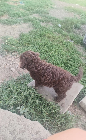 Lagotto romagnolo  - imagine 5