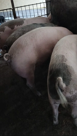 Vând porc. Detalii la numarul de telefon - imagine 3