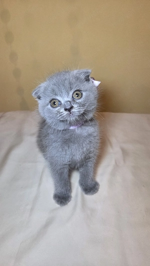 Fetiță Scottish Fold  Disponibila pentru rezervare!
