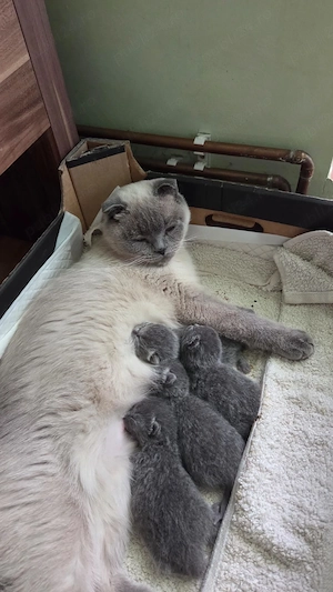 Fetiță Scottish fold de vânzare - imagine 5