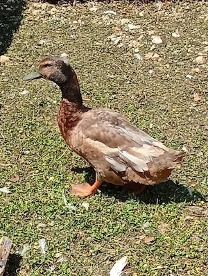 Rățoi de vânzare - Schimb 