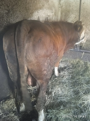 TAUR+viței bălțați 