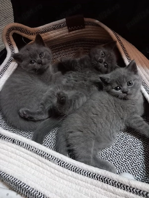 Pui de pisică British Shorthair Blue  - imagine 4