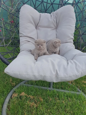british scottish fold 