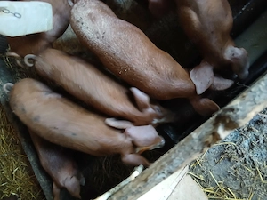 Vand purcei rasa Pietran cu duroc mancacosi 