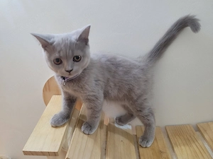 British Shorthair Mascul 2 luni   Rasa Pura