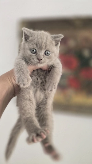 Pisici british shorthaire și scotish fold  - imagine 3