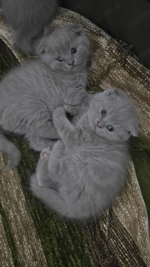 Pisici british shorthaire și scotish fold  - imagine 4