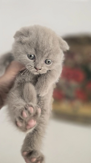 Pisici british shorthaire și scotish fold  - imagine 2