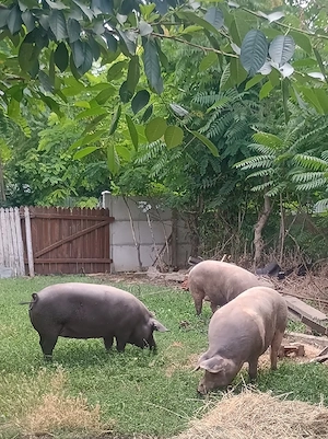 Vând  porci de carne 130- 160kg - imagine 4