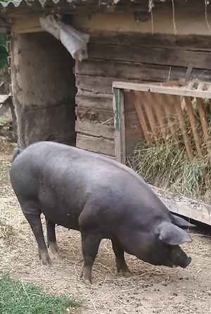 Vând 2 porci de carne 120- 130kg
