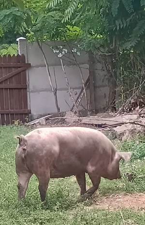 Vând  porci de carne 130- 160kg - imagine 2