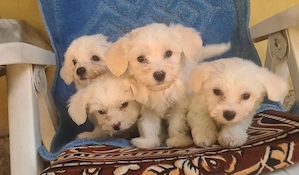 Vand catelusi bichon