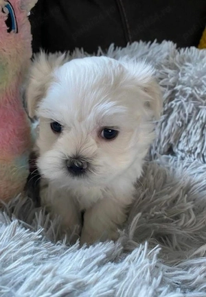 Bichon Maltese fetita 
