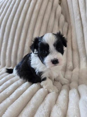 Bichon Havanez 