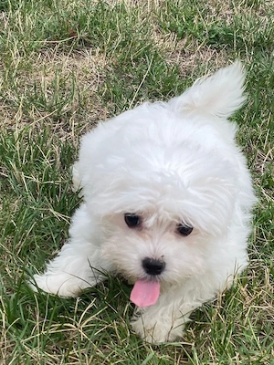 Bichon Maltese fetita