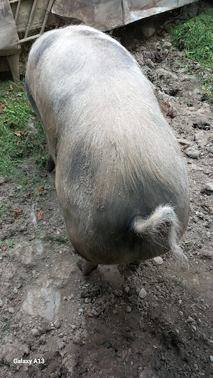 vînd un porc