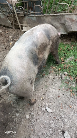 vînd un porc - imagine 4