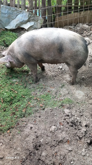 vînd un porc - imagine 5