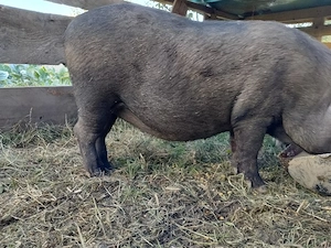 porci vietnamezi 