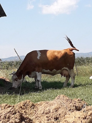  vaca baltata românească 
