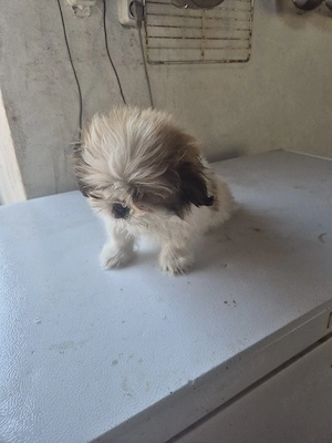 Shih Tzu Baietel - imagine 3