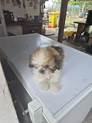 Shih Tzu Baietel - imagine 2