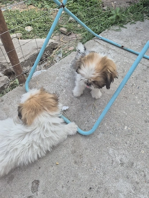 Shih Tzu Baietel - imagine 5