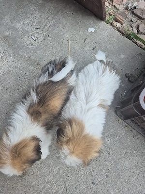 Shih Tzu Baietel - imagine 4