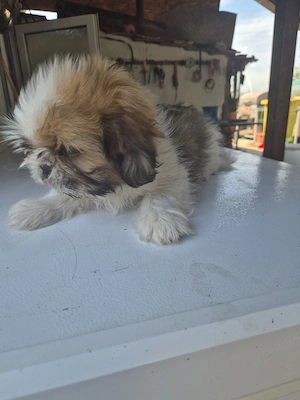 Shih Tzu Baietel