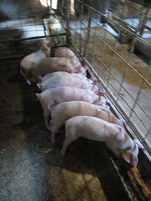 purcei de vinzare