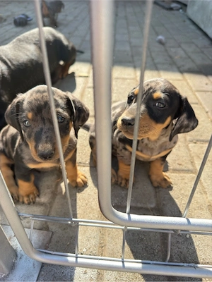 Teckel Arlechin rasă pură
