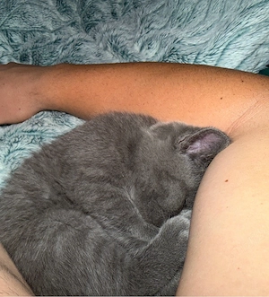 british shorthair - imagine 2