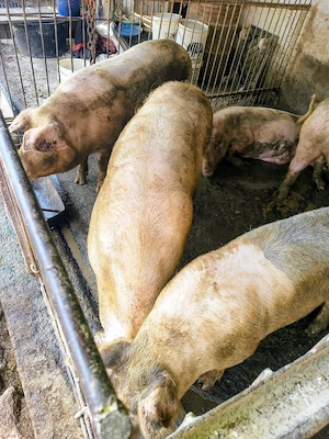 Porci rasa de carne  - imagine 2