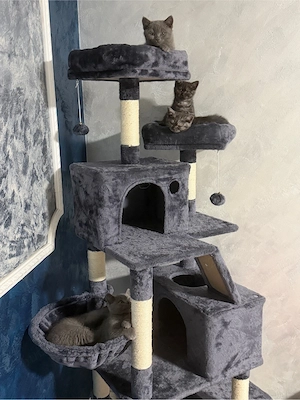british shorthair - imagine 3