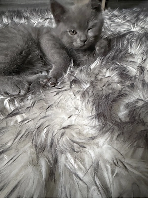 british shorthair - imagine 4